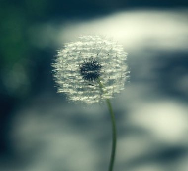 bahar aylarında karahindiba ayrıntıları