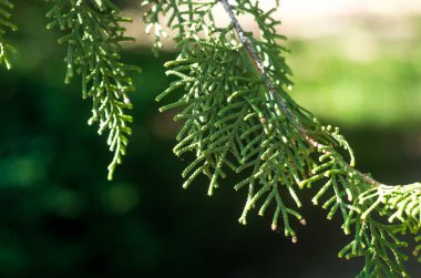 Bahar zamanı. Çiçek bitkileri closeup