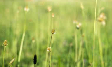 Bahar zamanı. Çiçek bitkileri closeup