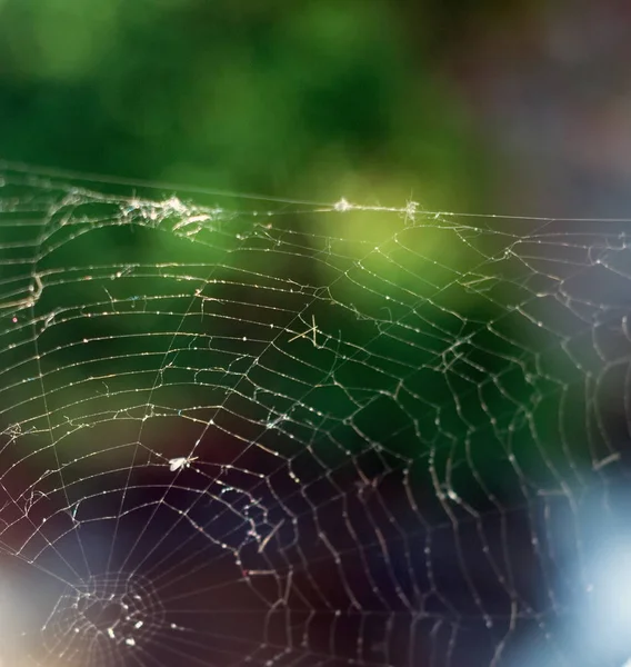 Spider net macro primer plano en primavera —  Fotos de Stock