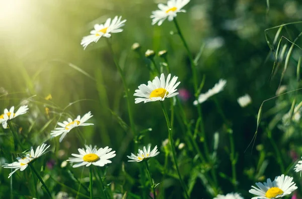 Chamomile or daisy fiels in the spring time — Stock Photo, Image