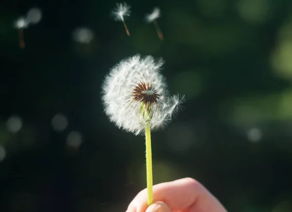 Detalhes do dente-de-leão na primavera — Fotografia de Stock