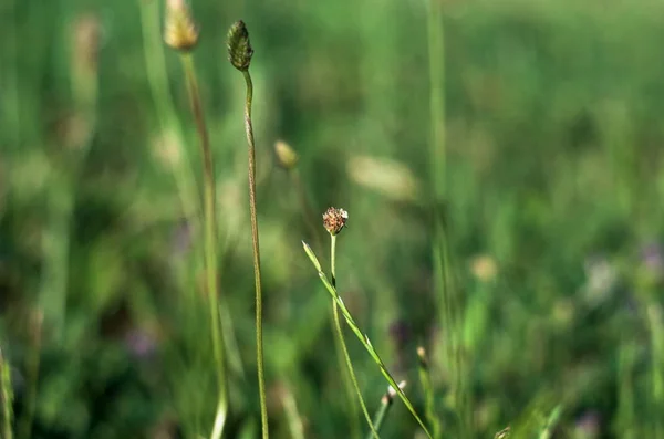 Vårtid. Blossom växter närbild — Stockfoto