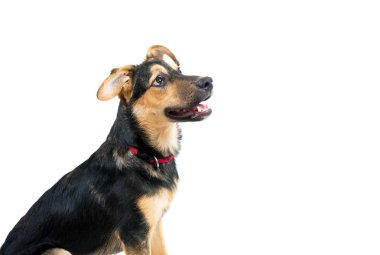 Beyaz karışık cins köpek portresi