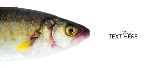 Fisch Nahaufnahme mit dem Kopierraum — Stockfoto