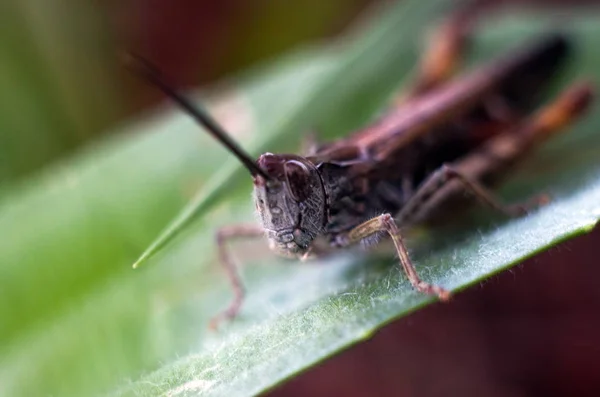 Macro closeup portrait of the grasshopper — Stock Photo, Image