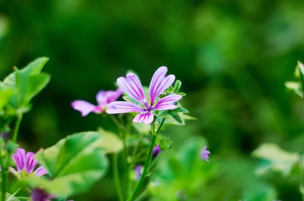 Frühlingszeit. Blütenpflanzen in Nahaufnahme — Stockfoto