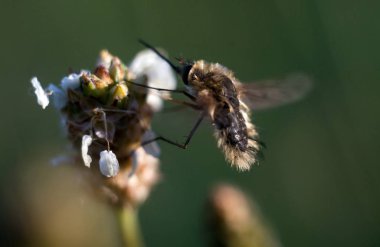 Doğada arı makro çekim