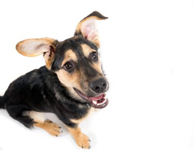 Beyaz karışık cins köpek portresi