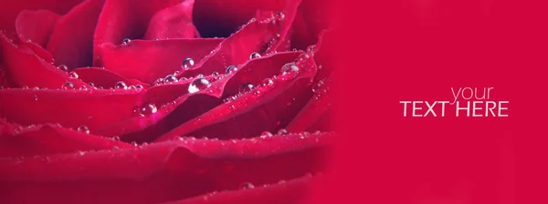 Vörös rózsa a másolási tér — Stock Fotó