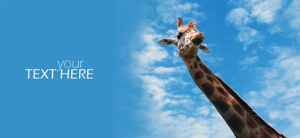 Girafe avec l'espace de copie — Photo