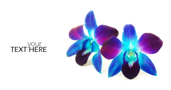 Orchidée bleue avec l'espace de copie — Photo