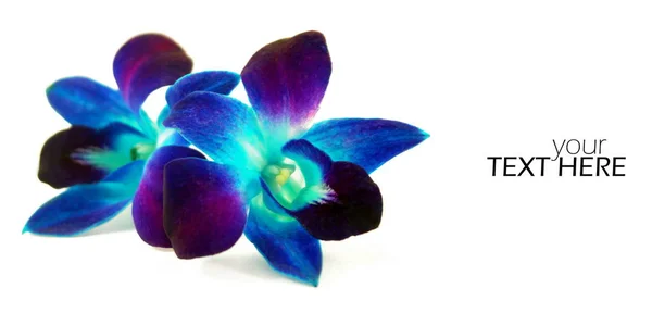 Orchidée bleue avec l'espace de copie — Photo