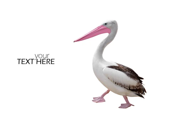 Pelican with the copy space — Stock Photo, Image