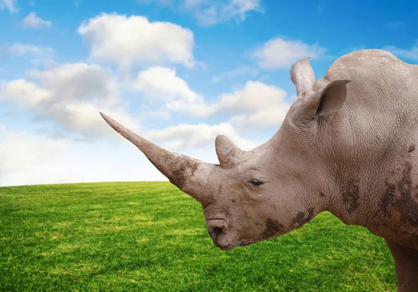 Rhino on the nature  background — Stock Photo, Image