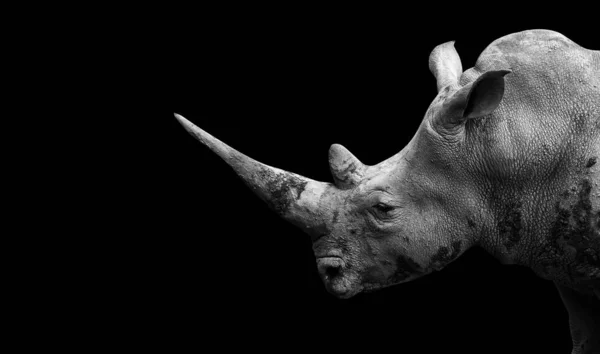 Rhino on the black background — Stock Photo, Image