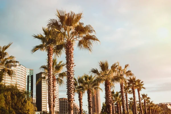 Gün batımında palmiye ağaçları. Batum. Georgia