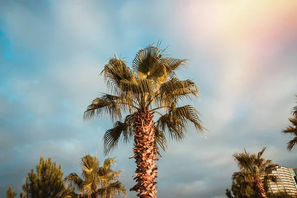 Palm Trees Sunset Batumi Georgia — Stock Photo, Image