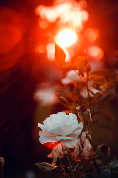 Kırmızı Günbatımında Güzel Bir Gül — Stok fotoğraf