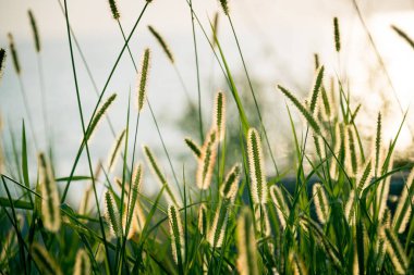 Yazın gün batımında güzel çimen detayları