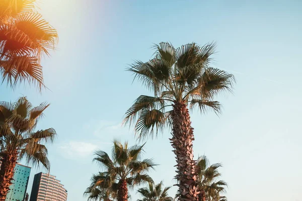 Palm Trees Sunset Batumi Georgia — Stock Photo, Image