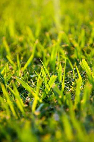 日没の夏の美しい草の詳細 — ストック写真