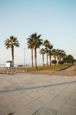 Gün batımında palmiye ağaçları. Batum. Georgia
