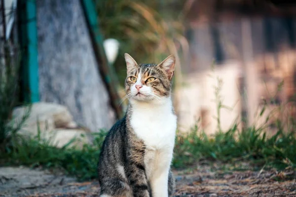 Schönes Straßenkatzenporträt Freien — Stockfoto