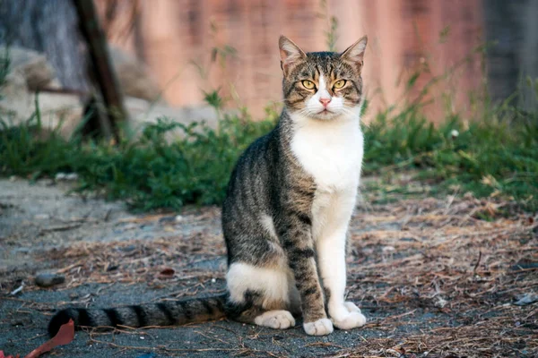 Schönes Straßenkatzenporträt Freien — Stockfoto