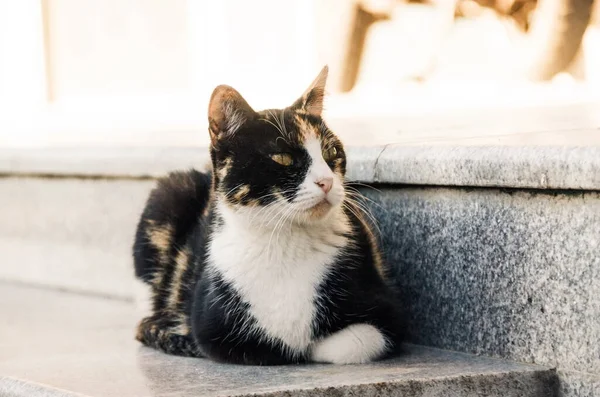 Beatiful Rua Gato Retrato Sentado Livre — Fotografia de Stock