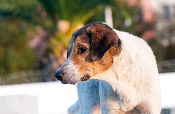 Самотній Собака Вулицях Батумі Грузія — стокове фото