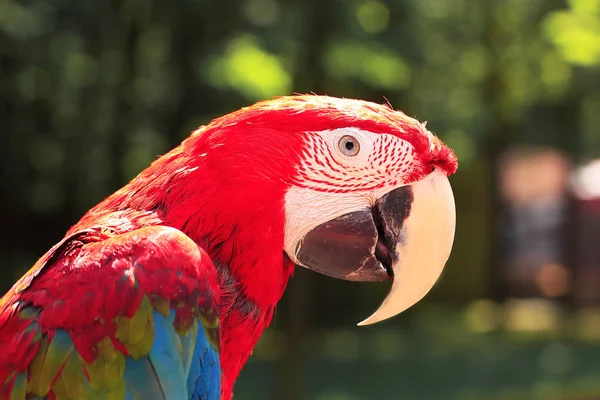 Vicino. macaw pappagallo guardando la fotocamera — Foto Stock