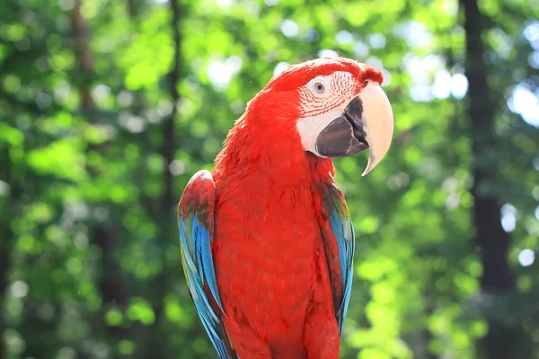 Close-up. prachtige Ara papegaai op onscherpe achtergrond — Stockfoto