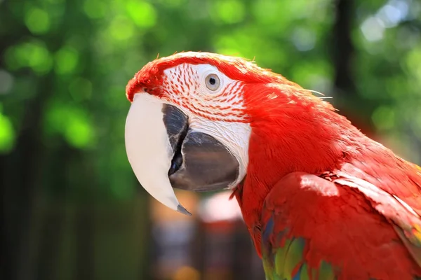 close up. head, macaw parrot on blurred background