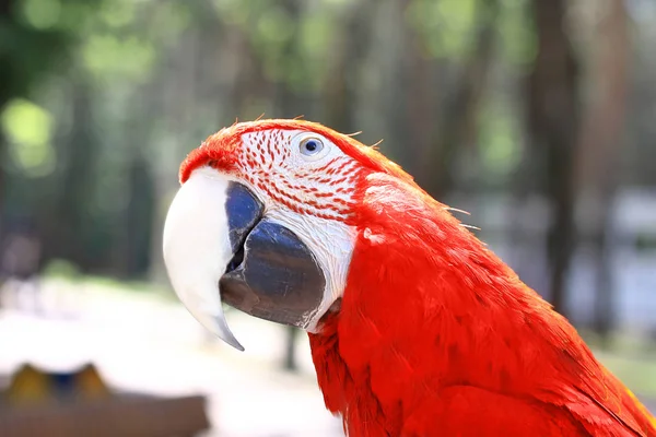 Close up. Beautiful red macaw parrot looking at the camera — стоковое фото