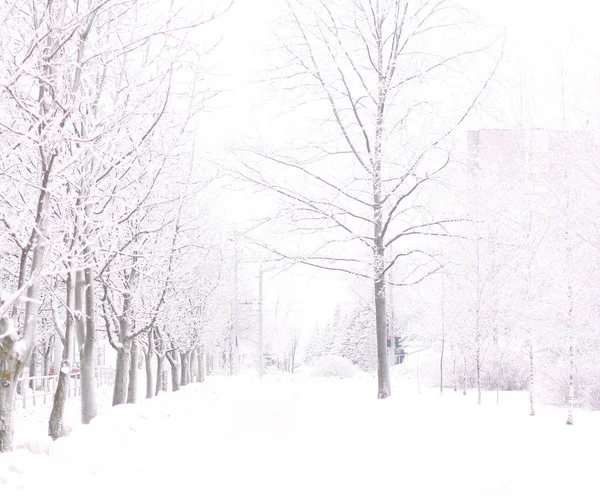 Zima ve městě Park.frost na stromech — Stock fotografie