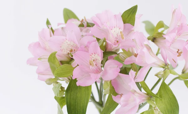 Bukett blommor isolerad på en ljus bakgrund. — Stockfoto