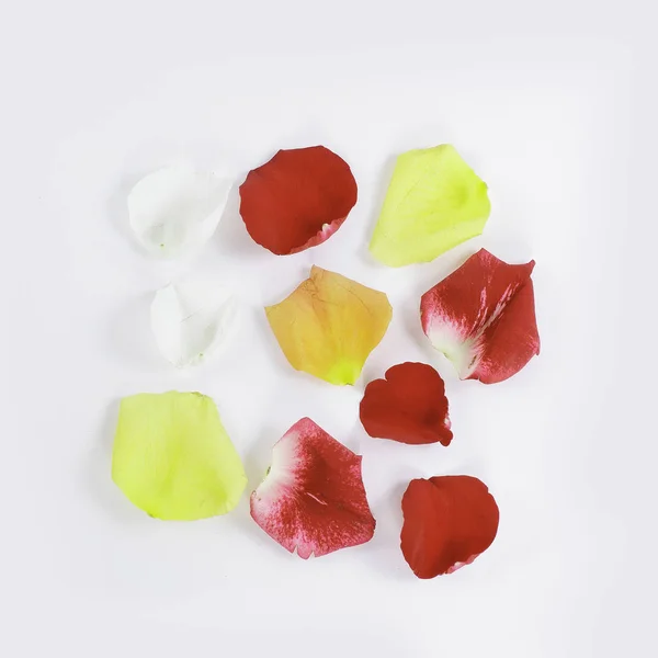 Rode en gele rozenblaadjes op witte achtergrond — Stockfoto
