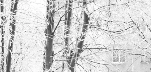 Zblízka. Město zimní krajina. Jíní stromy — Stock fotografie