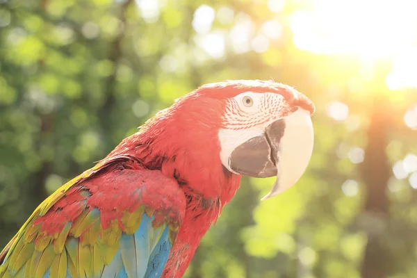 Закрывай. попугай ара на размытом фоне джунглей — стоковое фото