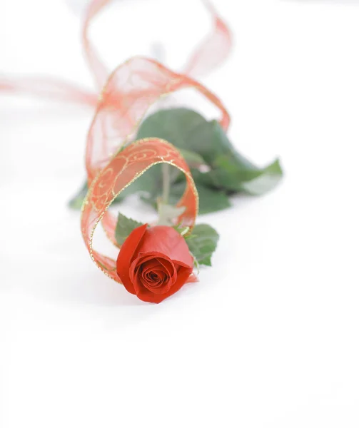 Red rose on a white background.photo with copy space — Stock Photo, Image