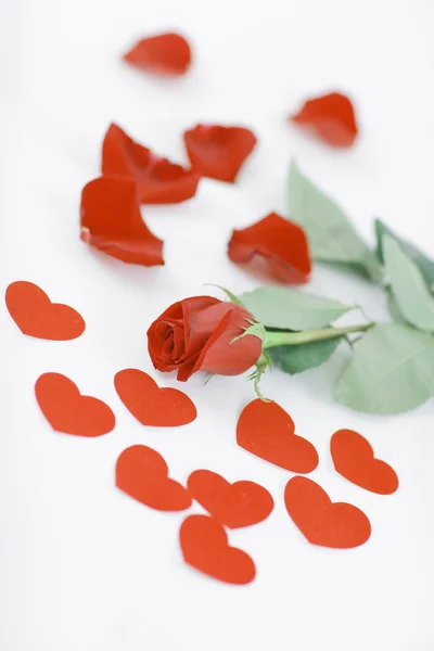 Concepto romántico. rosa roja sobre fondo blanco —  Fotos de Stock