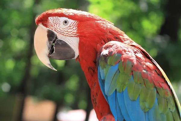 close up. parrot macaw sitting on a branch