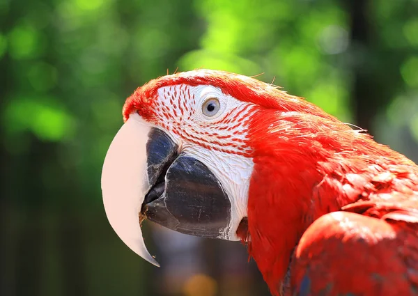 Vicino. testa, pappagallo d'ara su sfondo sfocato — Foto Stock