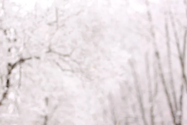 Rozmazaný obraz stromů v zimě parku — Stock fotografie