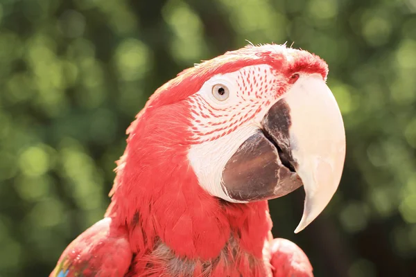 Close-up. Ara papegaai kijken naar de camera — Stockfoto