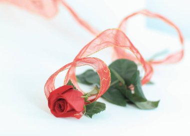 kopya alanı ile beyaz bir background.photo üzerinde kırmızı gül