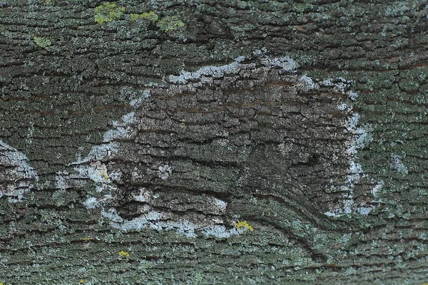 Stäng up.tree bark med mossa och lavar — Stockfoto