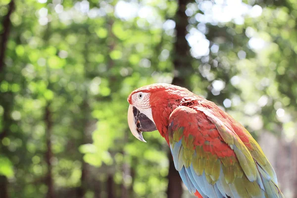 close up. red macaw parrot on blurred background