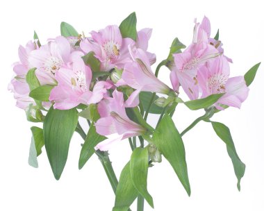 buket çiçek hafif bir arka plan üzerinde izole.